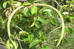 Aganosma cymosa var. cymosa